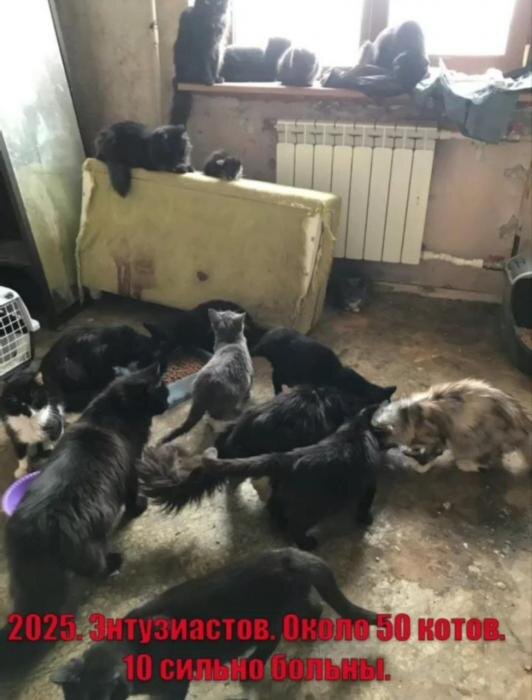 Ужасающие условия в квартире
Фото: Василиса Иванова. Группа «Котопритон Псков 2025 год» в соцсети «ВКонтакте»