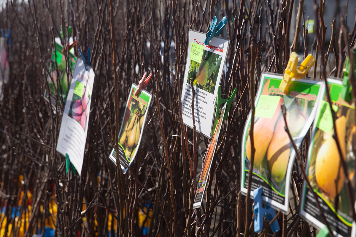 Фото: Архив АП