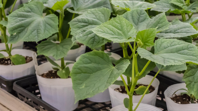 Готовлю органическую подкормку из 3 доступных продуктов. Рассада огурцов крепче обычной в 2 раза