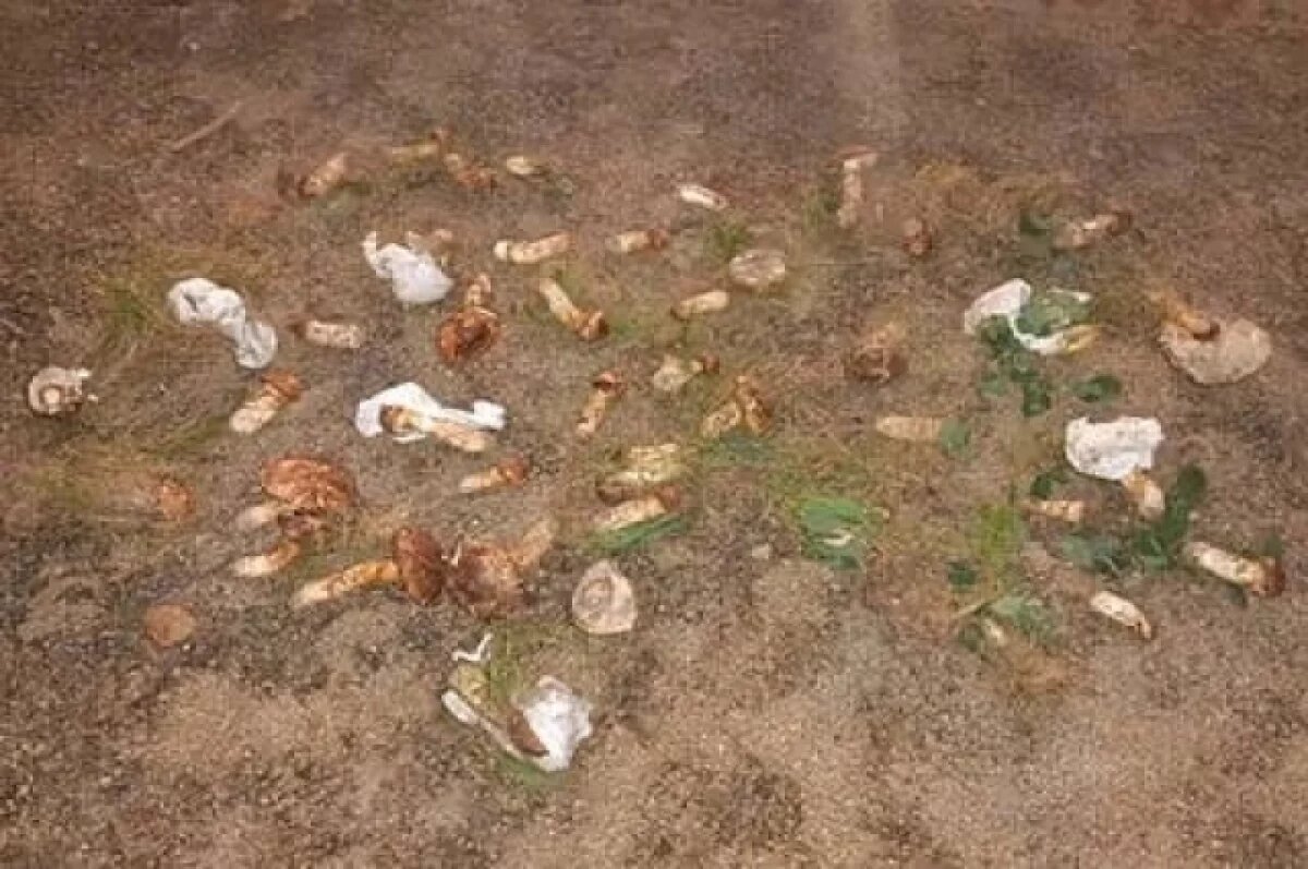    Иностранцев досмотрели и обнаружили 46 экземпляров ценных грибов