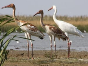    Фото: пресс-служба Минприроды России