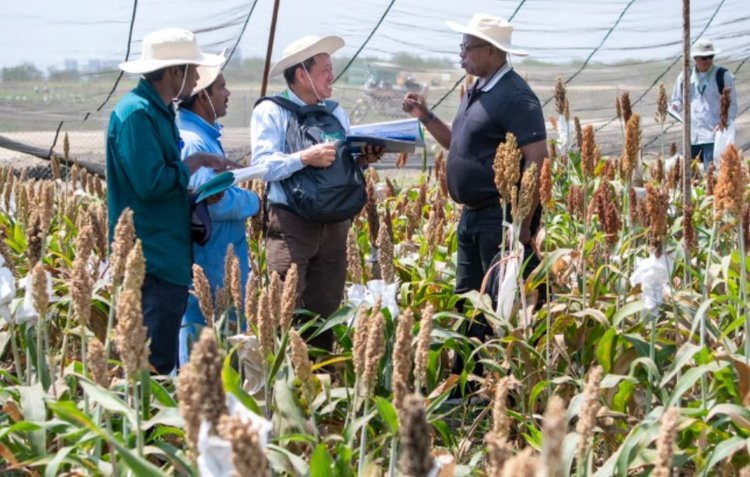     На Дне полевых исследований ученых-сорговедов ICRISAT представили 13 000 передовых селекционных инноваций
