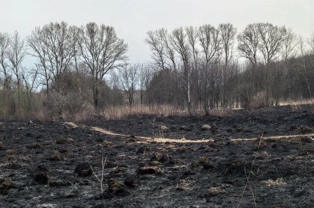    Огонь бушевал рядом с жилыми домами и уничтожал растительность. Фото:  АиФ/ Анастасия Григорьева