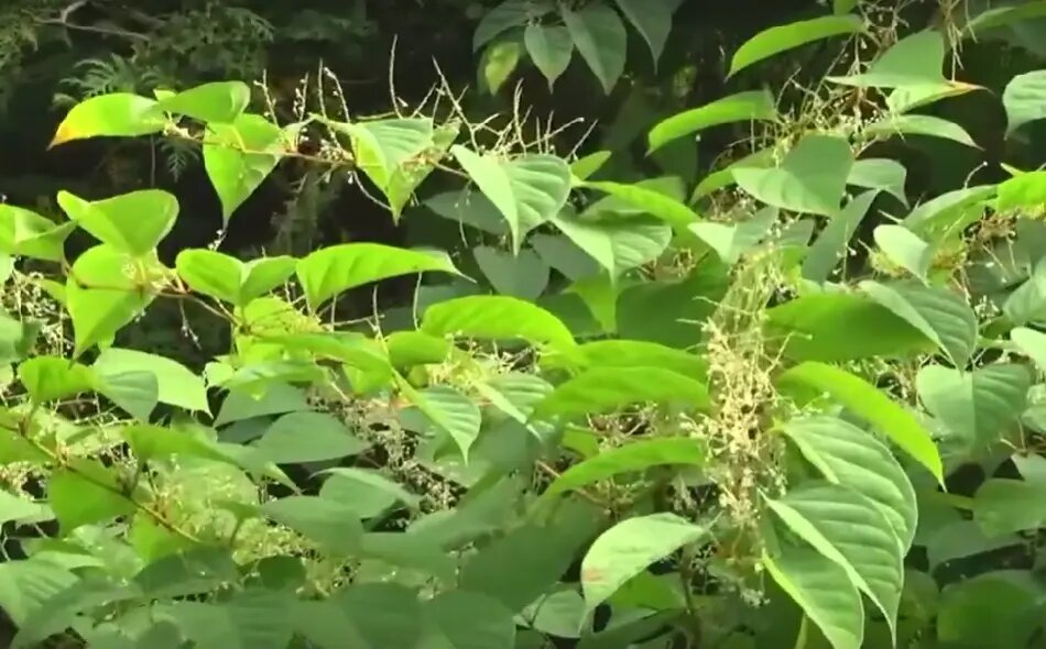    Фото: стоп-кадр видео из эфира программы «Вести Калининград»