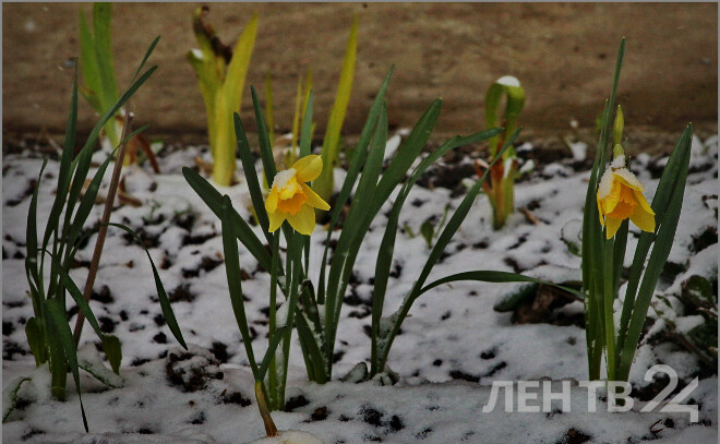    © Анастасия Илюшина для ЛенТВ24