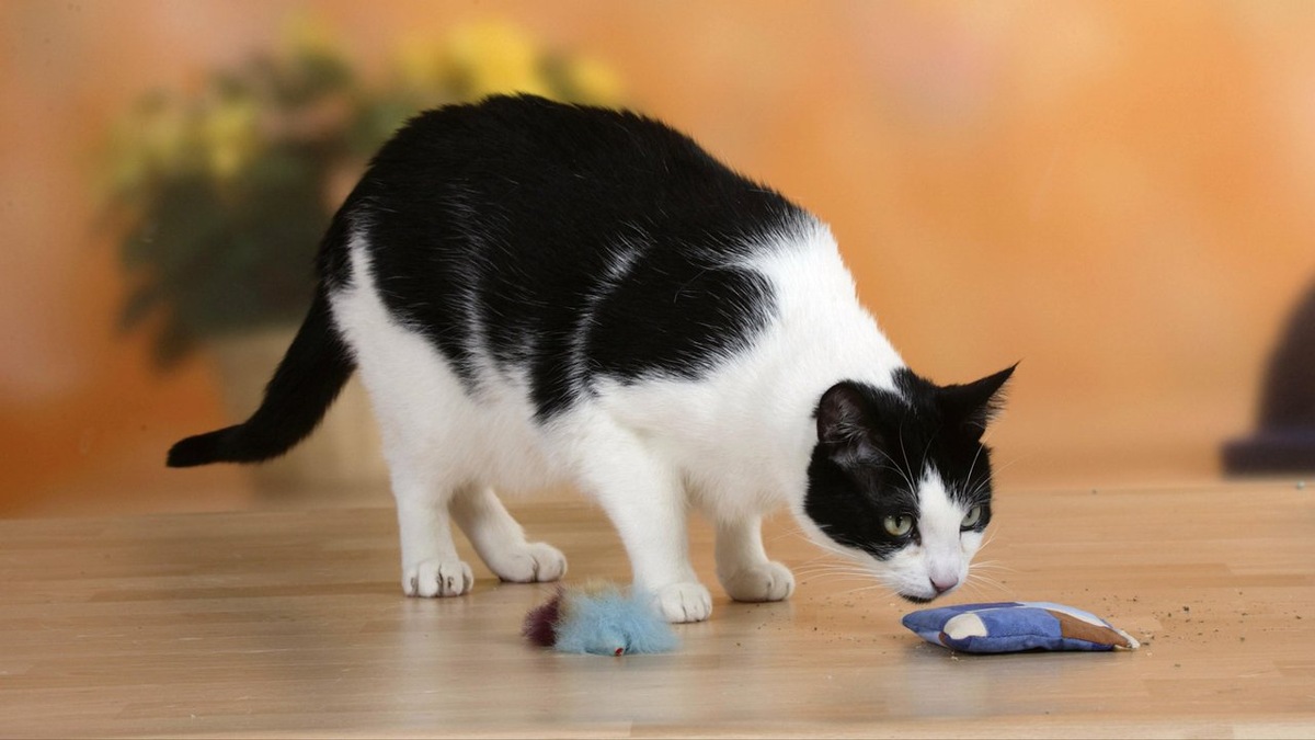 Картинки Яндекс