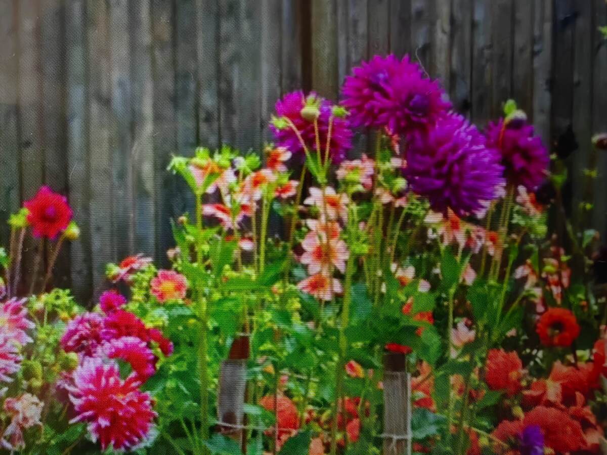 Георгины из семян