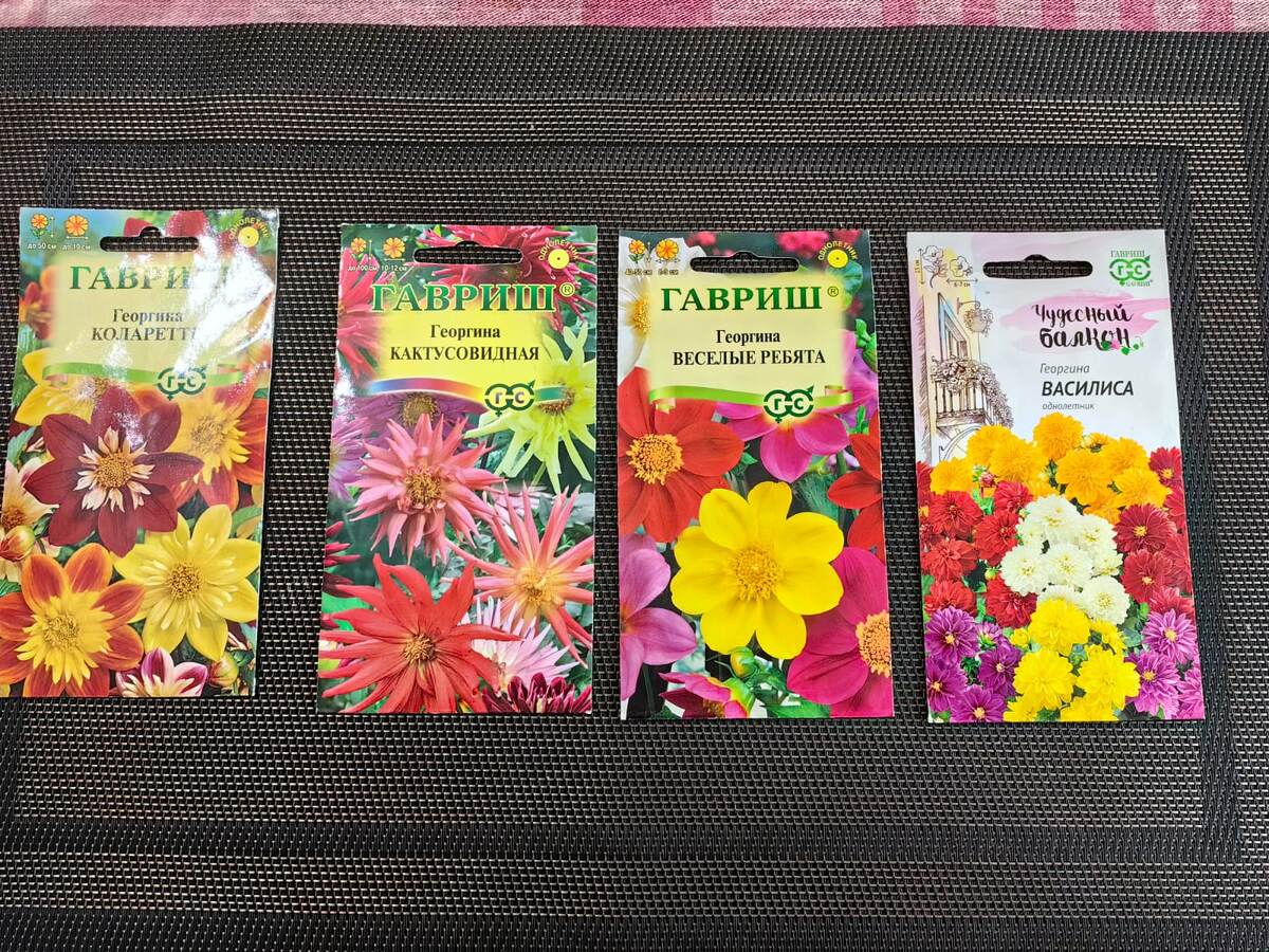 Некоторые из сортов георгинов из семян. Фото Натальи Мироновой