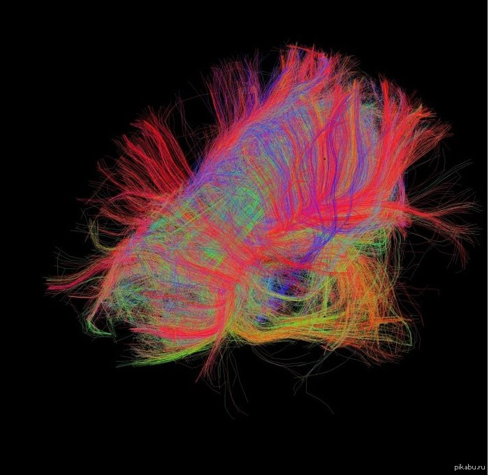Главные магистрали человеческого мозга