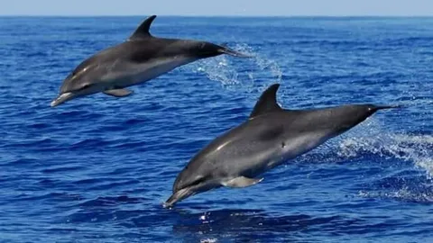 Дельфины на воле. Фото из интернета