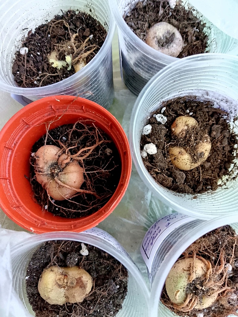 Отправка клубней на отдых, начало декабря 2024 г