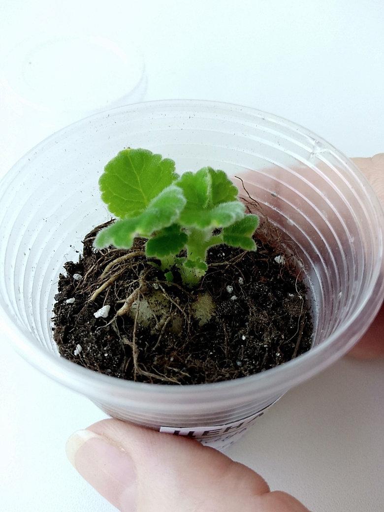 Этот клубенёк выдал два отростка, один удалю