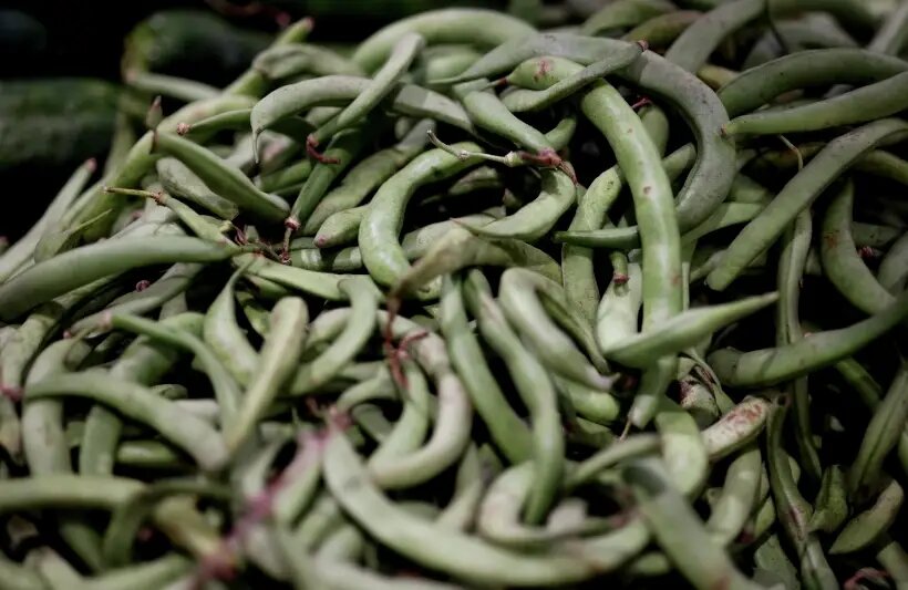  Родиной фасоли считается Латинская Америка, там ее культивировали еще за 5 тыс. лет до нашей эры   © РИА Новости. Виталий Тимкив