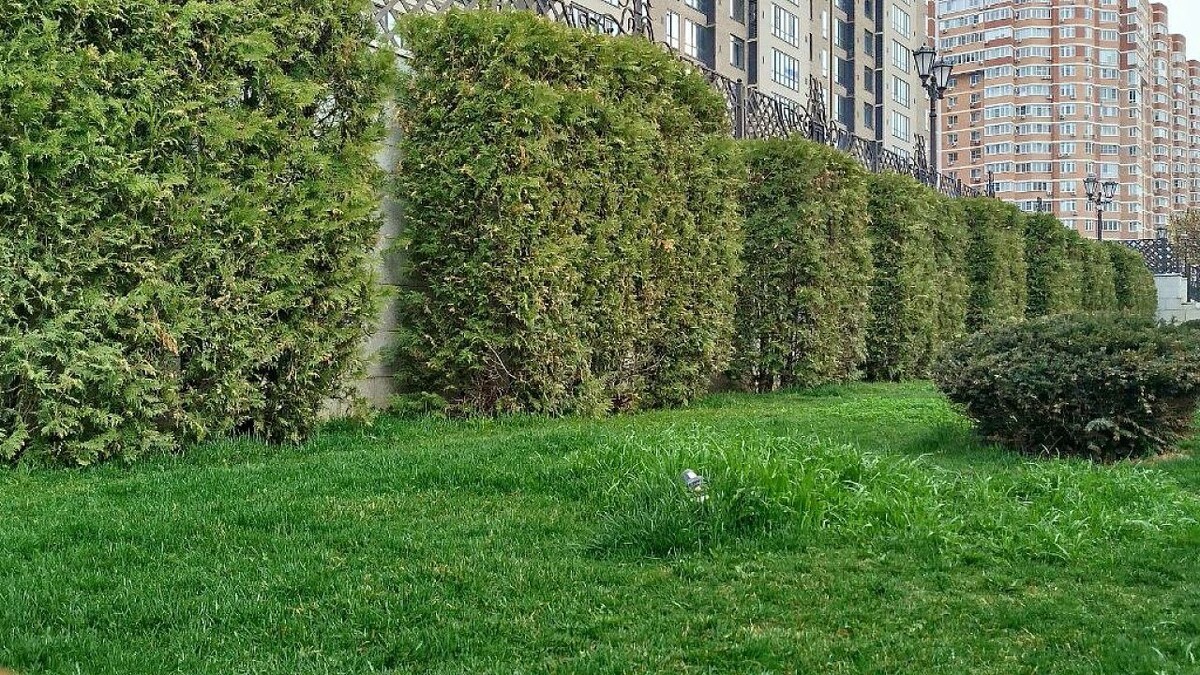    Фото: телеканал «Краснодар»