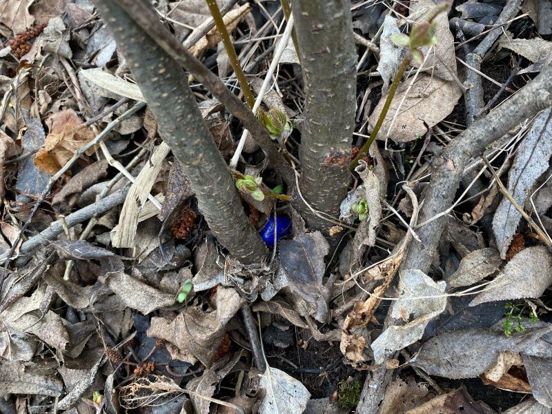 Полицейскими было обнаружено 40 свертков с синтетическими наркотиками