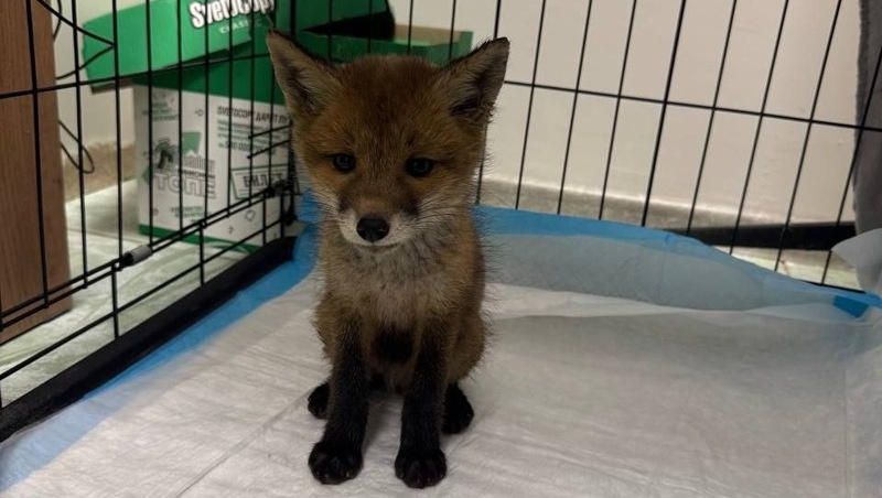      Фото: волонтёрская организация «Пеликан»