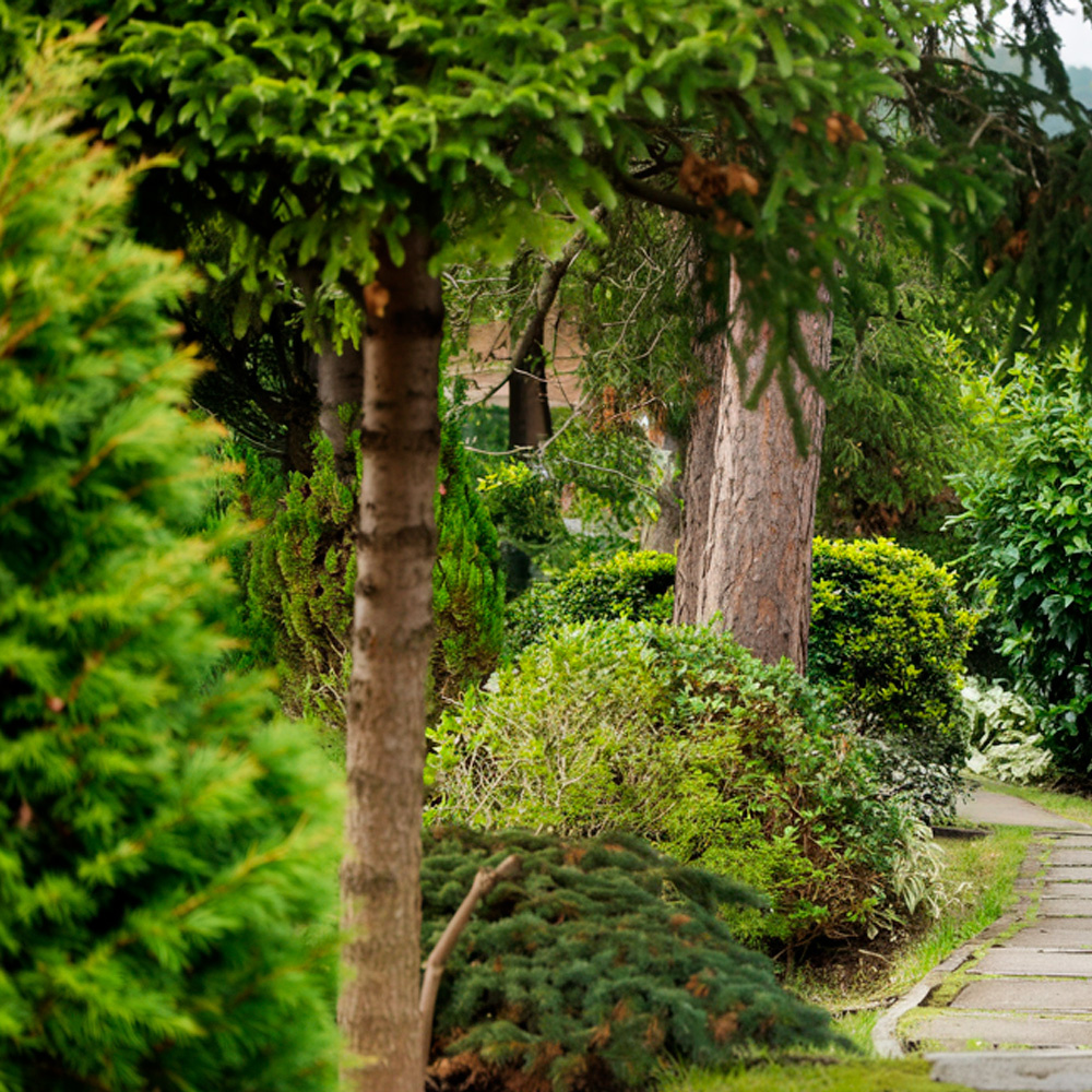 Уход за хвойными растениями весной