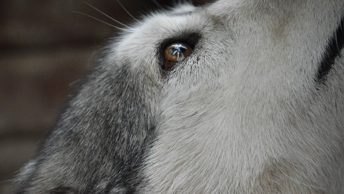     Источник: 1MI