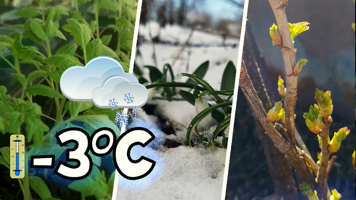 Спасаем и восстанавливаем рассаду советы от Степаныча на даче