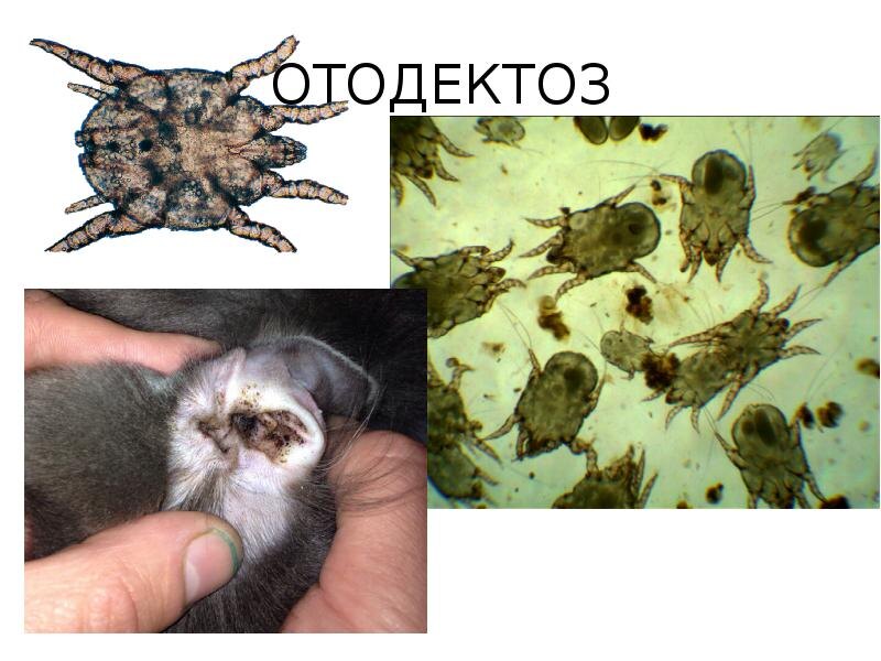 Картинки Яндекс