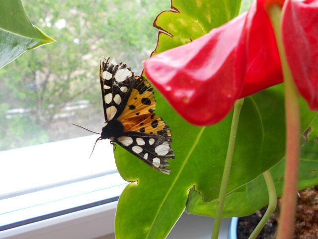 Рваные краешки и у антуриума, и у бабочки.