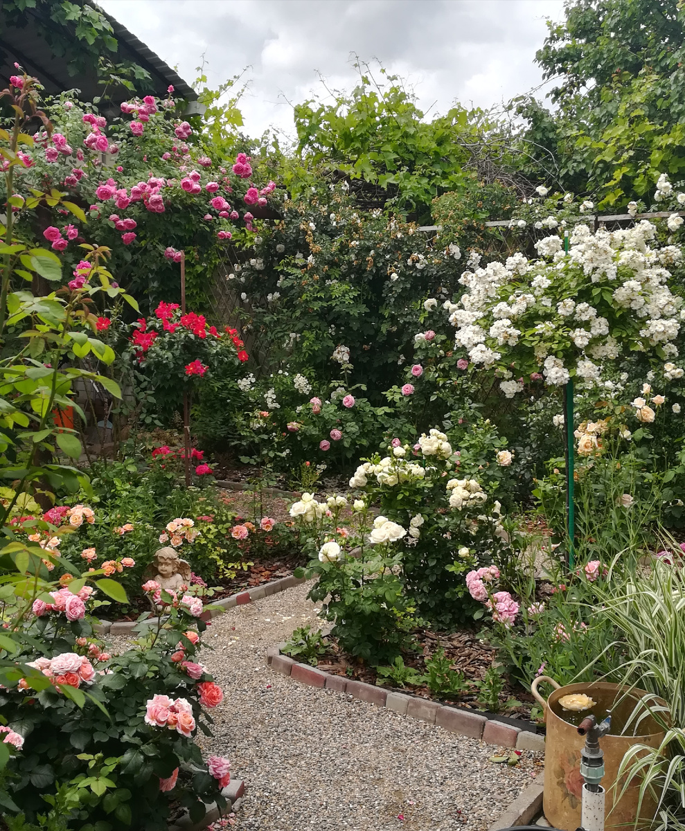 Кусочек сада жадного садовода