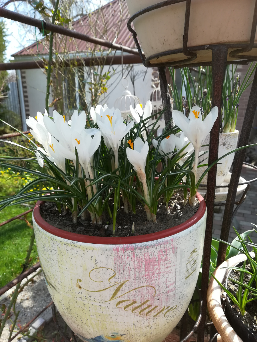 Крокус Jeanne d'Arc