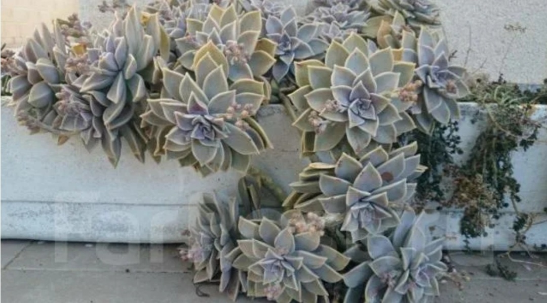 Такой куст может вырасти из одного черенка