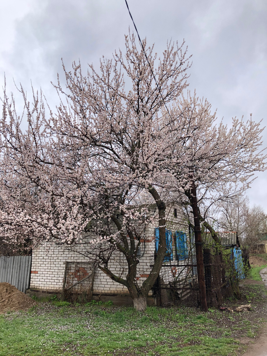 Это абрикос у соседа по улице