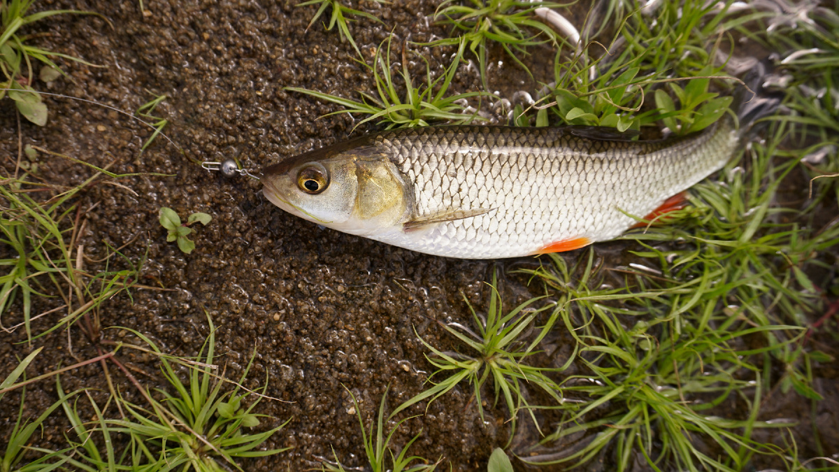 Микроджиг здесь тоже работает