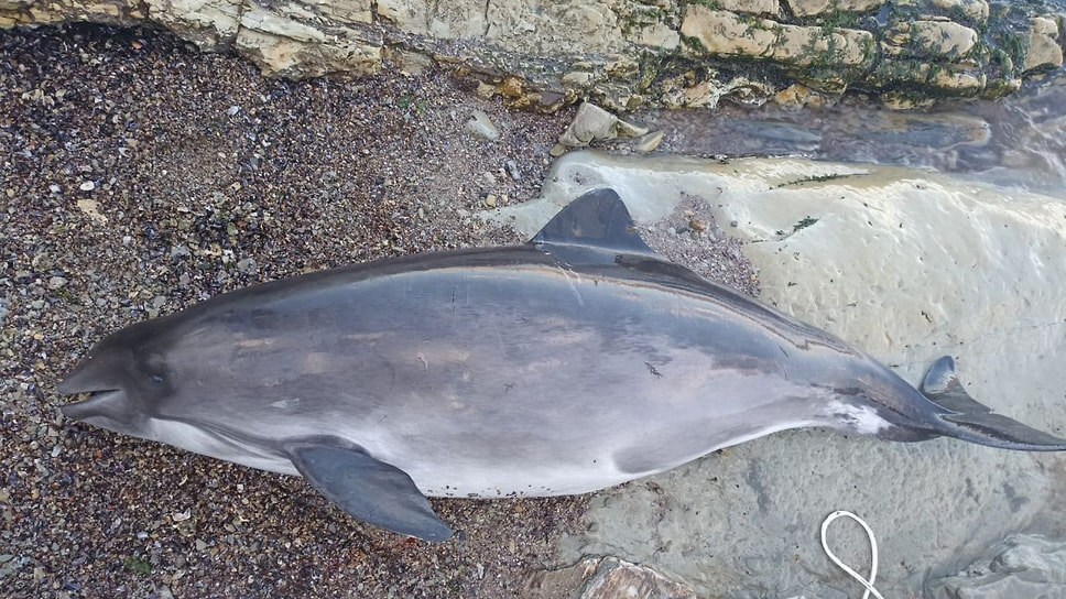 Фото: Telegram-канал Delfacenter