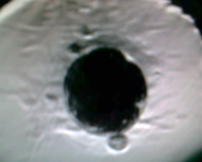 Культивирование in vitro преимплантационного эмбриона домашней кошки.