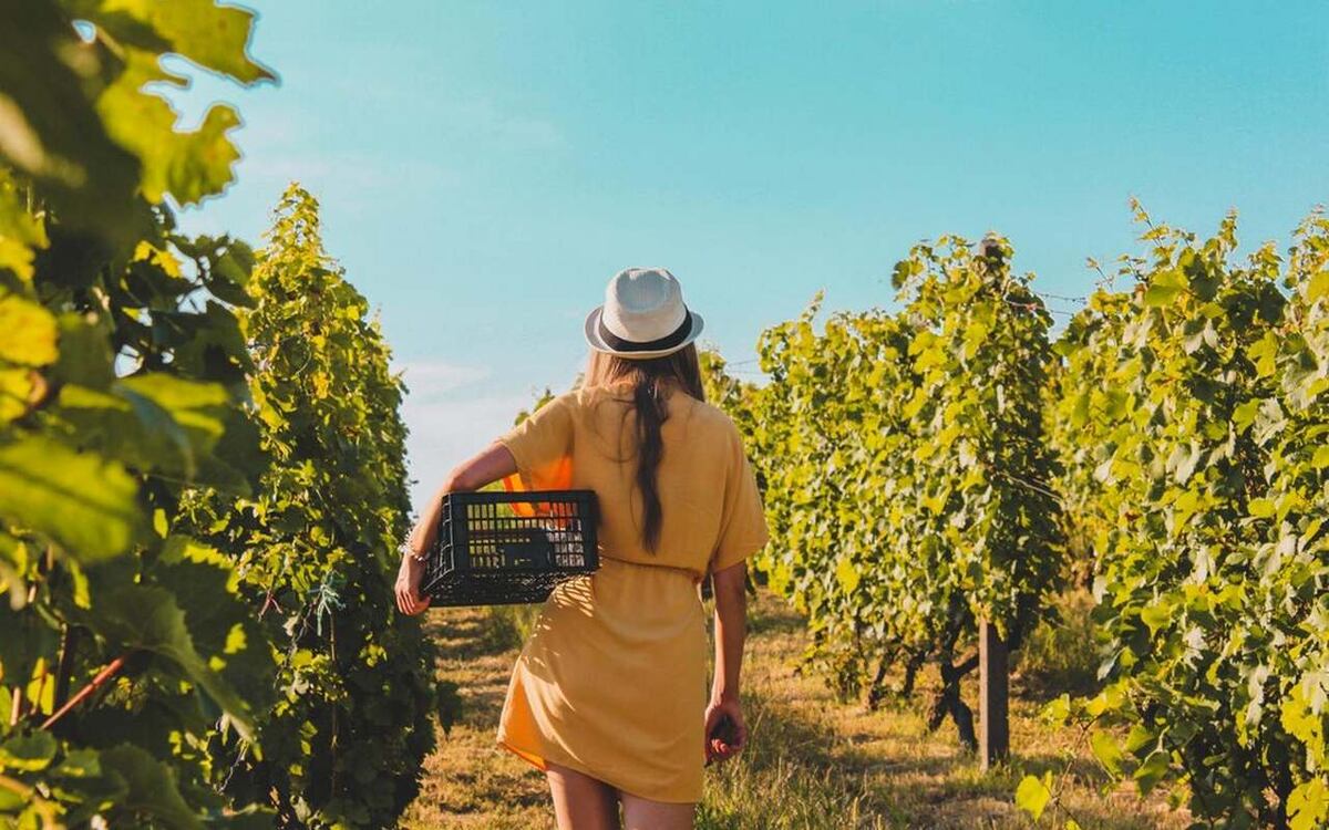    Суд обязал краснодарскую винодельню «Шумринка» раскрыть документы совладельцу, что может привести к пересмотру сделок с имуществом компании Фото – ru.freepik.com