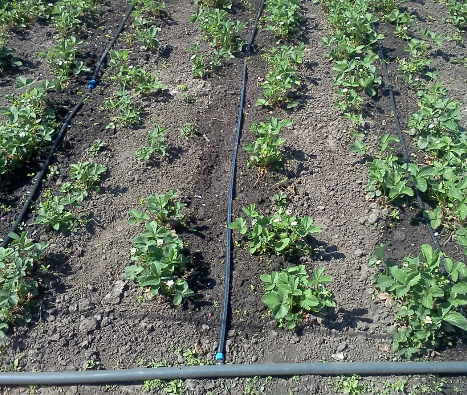 Капельный полив клубники