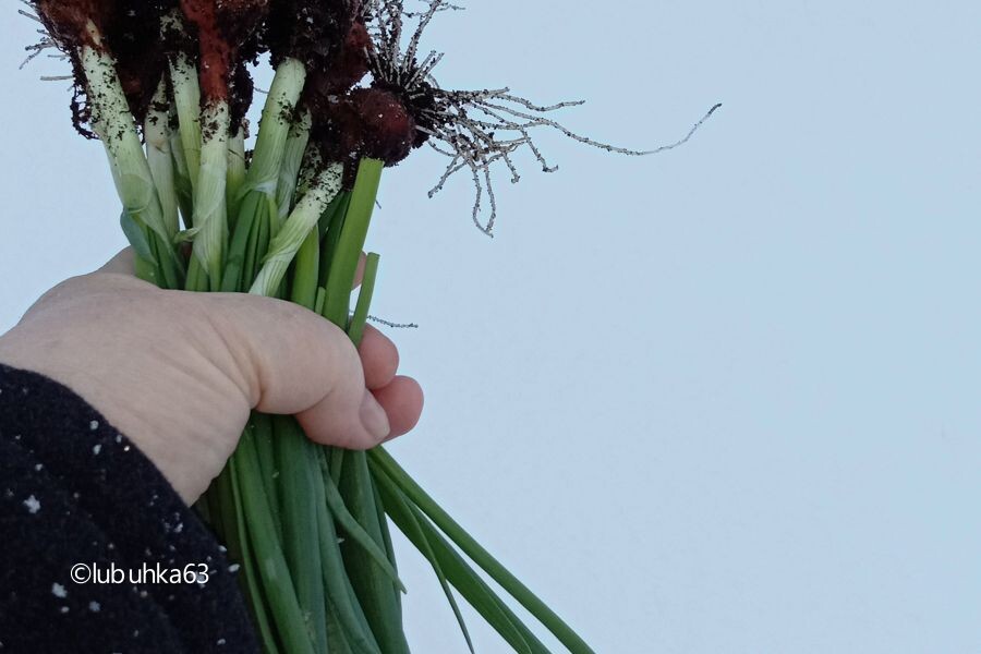 10 апреля 2025 года. С начала весны это третий такой пучок зелёного лука к столу!