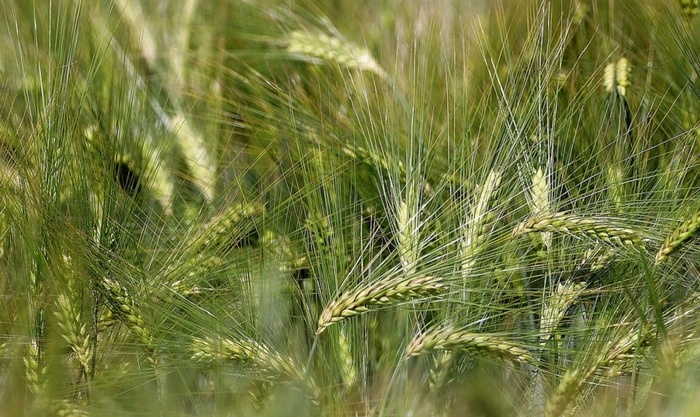    В Китае начнут выращивать ячмень, побывавший в космосе