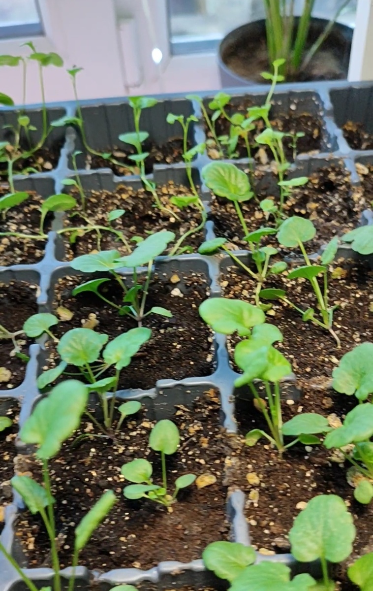 Первая пикировка. 