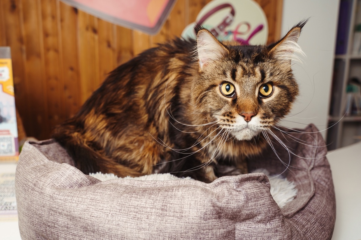 Маркус заслуживает чувствовать, что его любят.