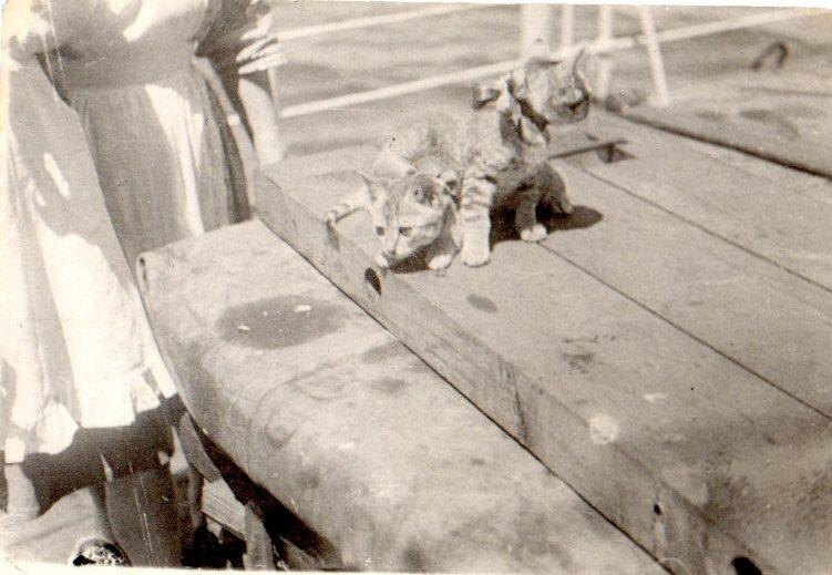 Котята на палубе ледокола «Красин». 1949 г. 
Фотография из фондов музея «Ледокол «Красин»