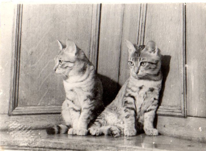 Наши кошки (котята на палубе ледокола «Красин»). 1949 г. 
Фотография из фондов музея «Ледокол «Красин»