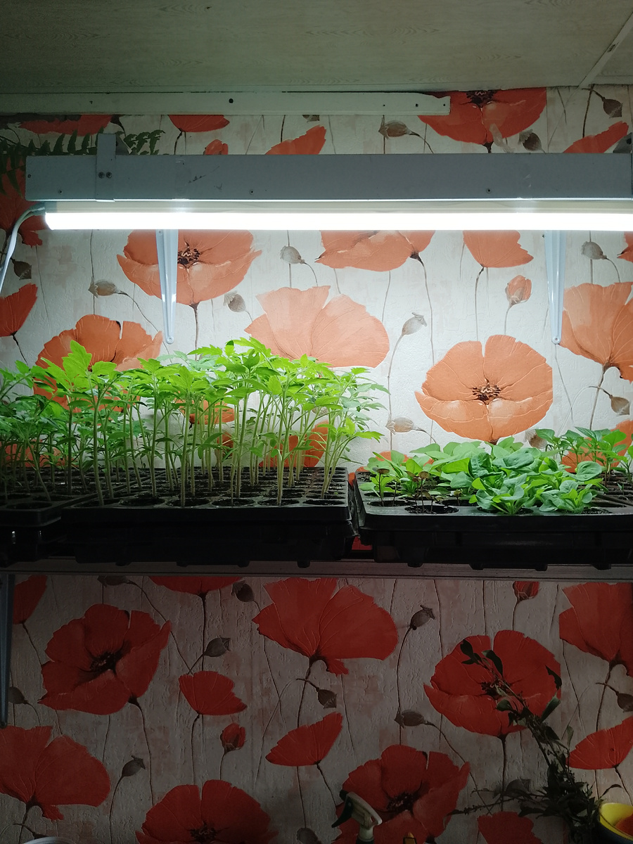 Томаты индеты и петунии