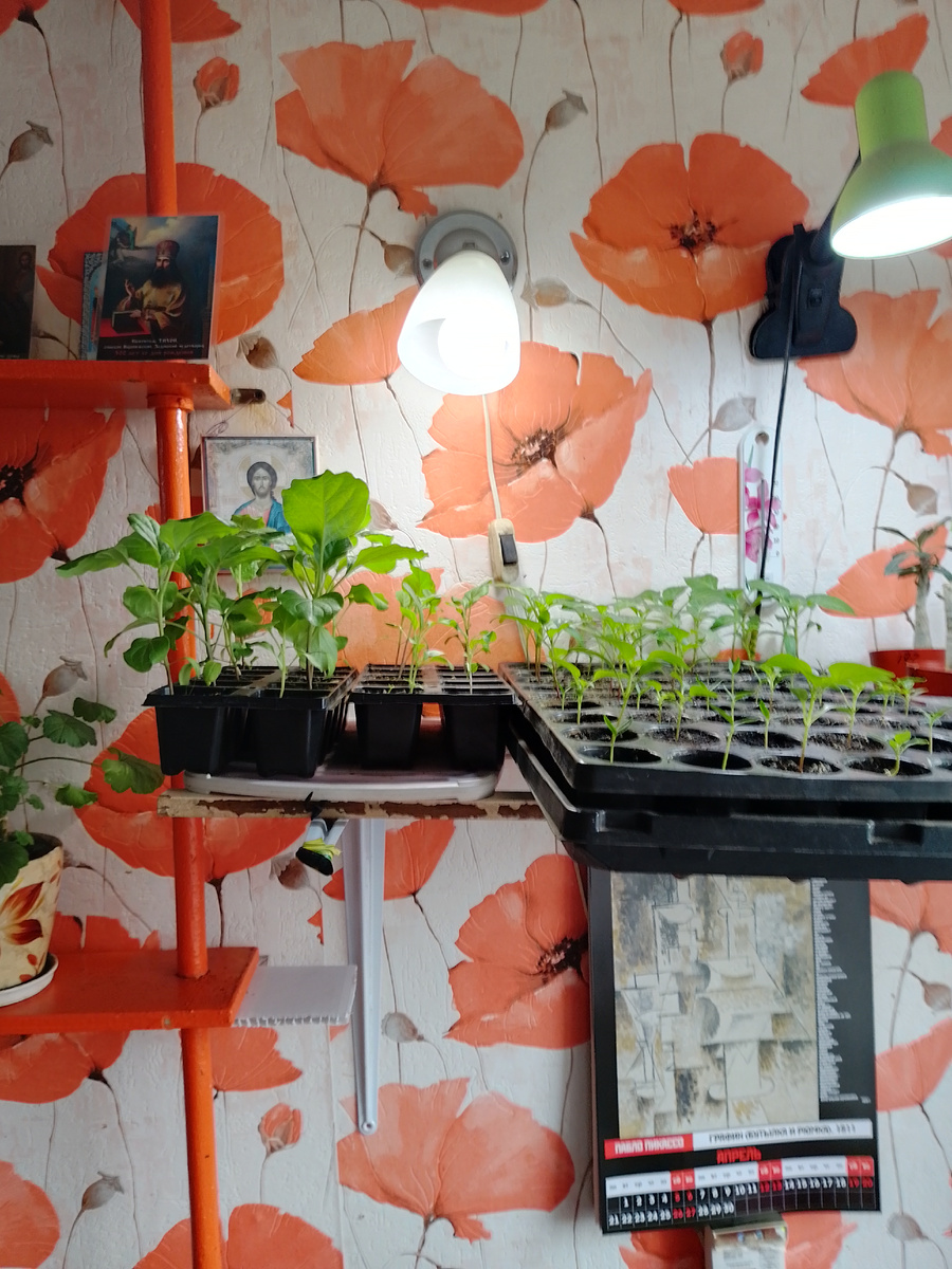 Баклажаны 23 февраля и 8 марта посева  и перцы 8 марта посева