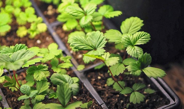    Крупную партию рассады популярных сортов клубники поставили белорусские садоводы