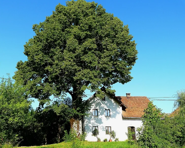 Большое дерево возле дома