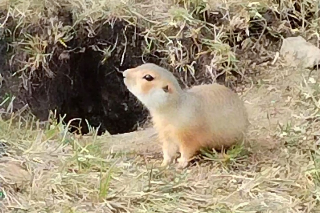 Когда просыпаются суслики в Челябинске (Фото автора)