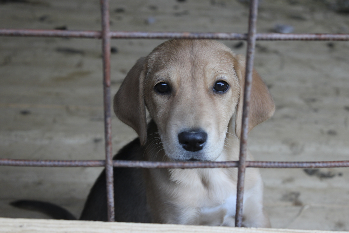 Городской приют взял под свое крыло 32 собаки.  Фото: ФедералПресс / Ксения Кобалия