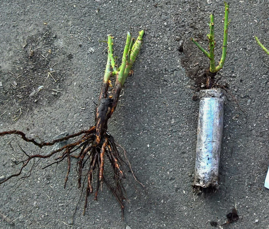 саженец розы с открытой корневой системой