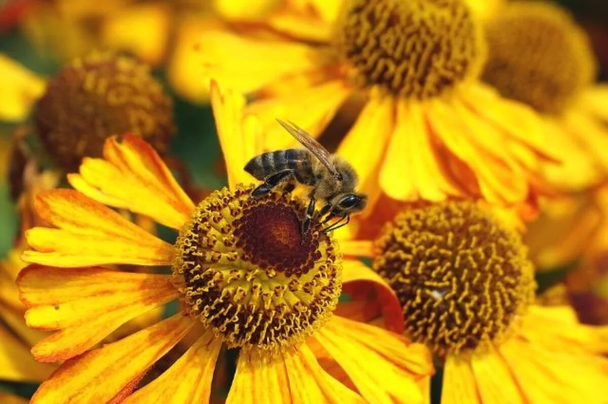    До 1 сентября псковичам необходимо зарегистрировать пчелосемьи