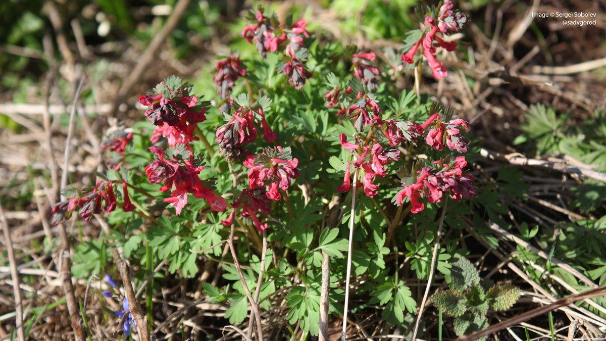 Хохлатка плотная (Corydalis solida) 'George Baker' или 'Beth Evans'. 2 фото.