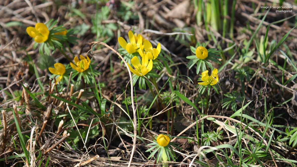 Отцветающий Весенник зимний (Eranthis hyemalis).